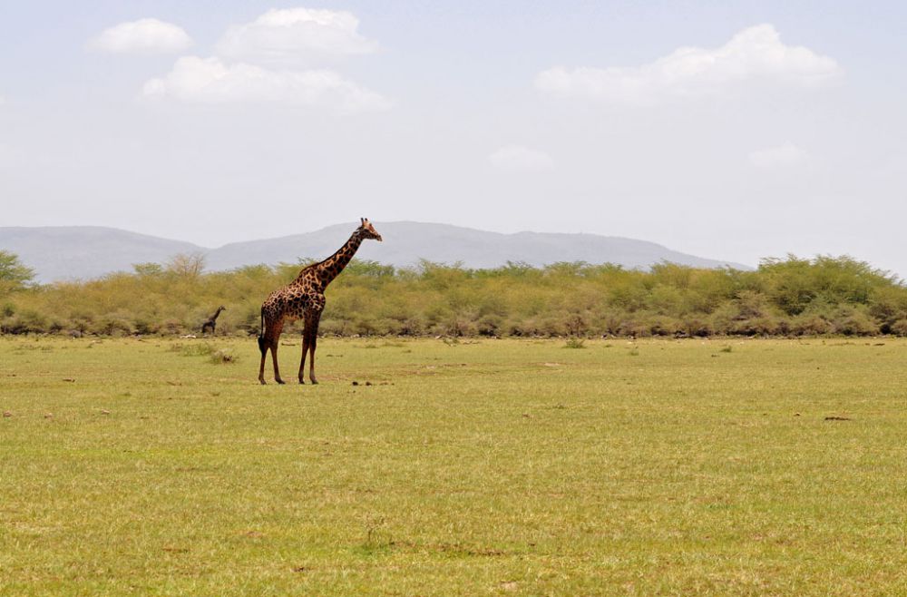 Fotografía de campo Spirit of Kenya 9