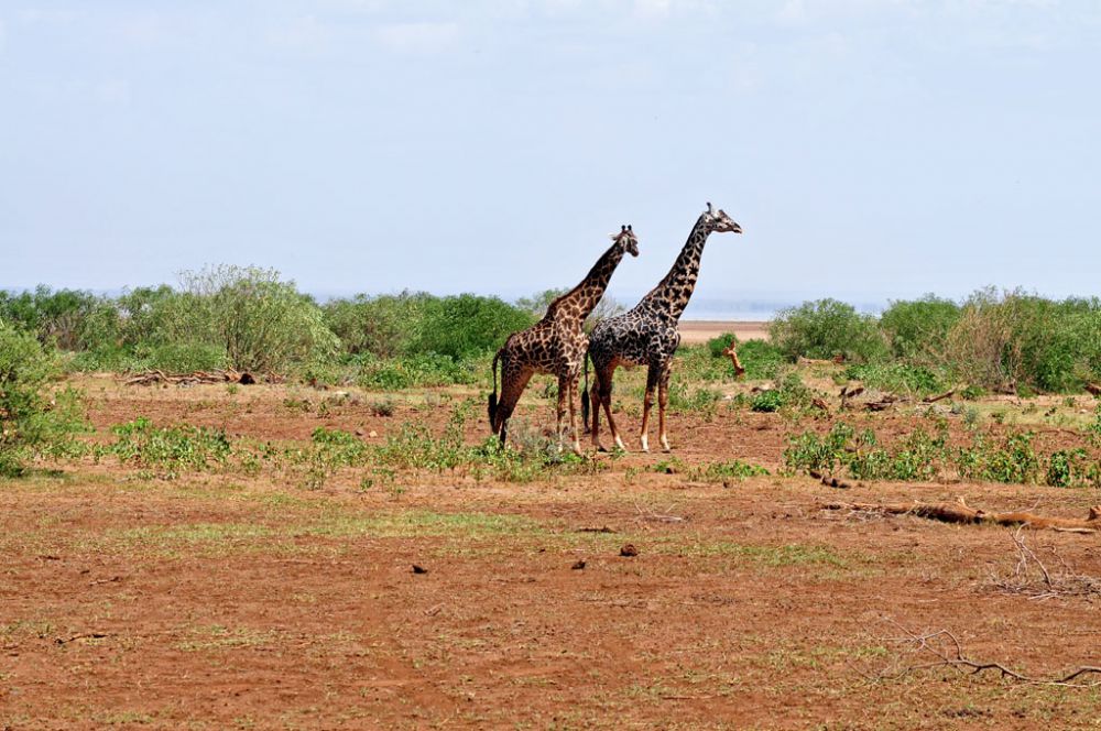 Fotografía de campo Spirit of Kenya 12