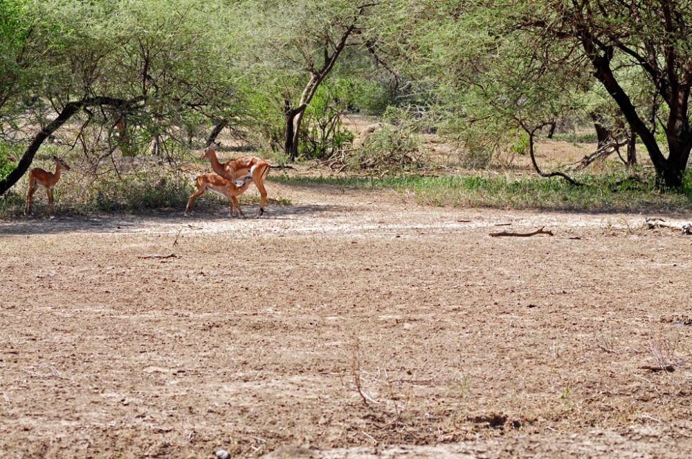 Fotografía de campo Spirit of Kenya 16