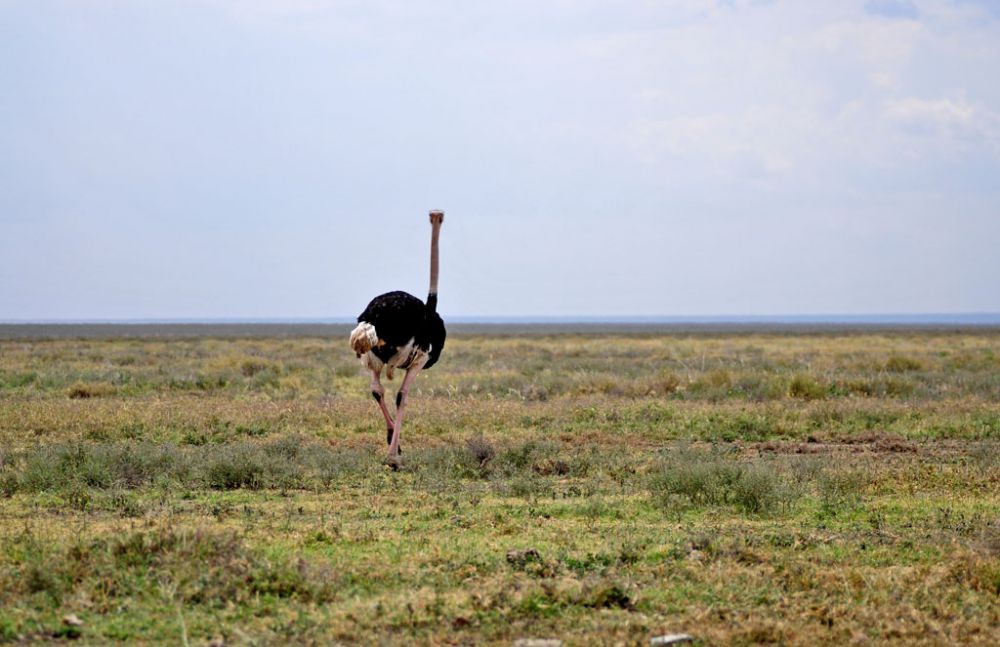 Fotografía de campo Spirit of Kenya 20