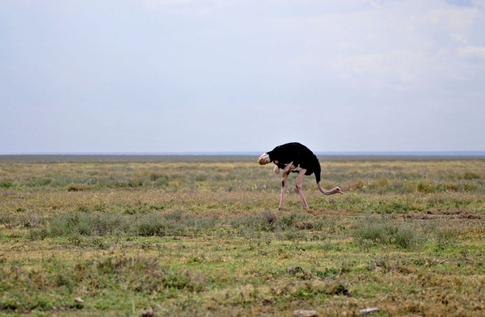 Fotografía de campo Spirit of Kenya 21