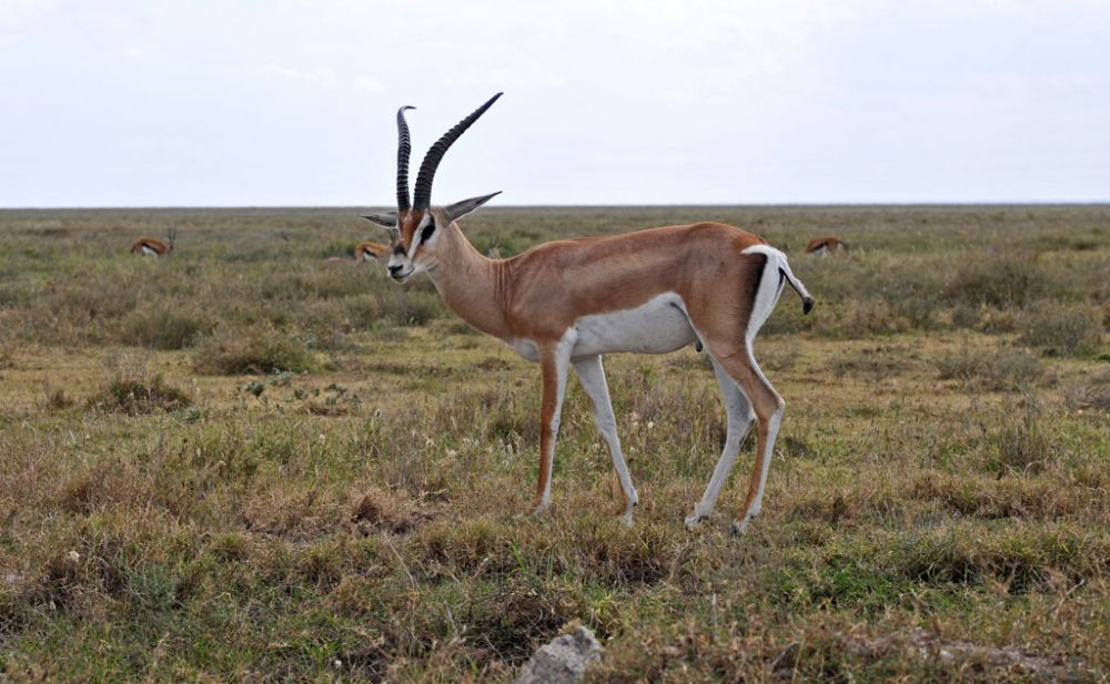 Fotografía de campo Spirit of Kenya 24