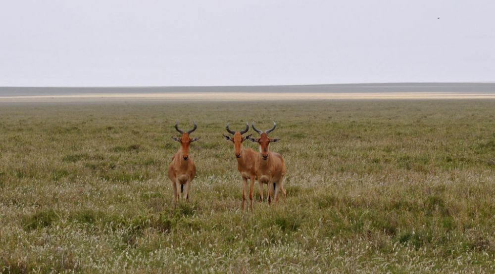 Fotografía de campo Spirit of Kenya 25