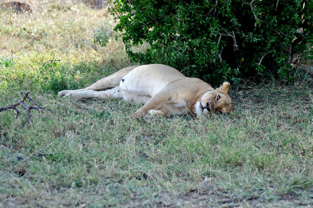 Fotografía de campo Spirit of Kenya 31