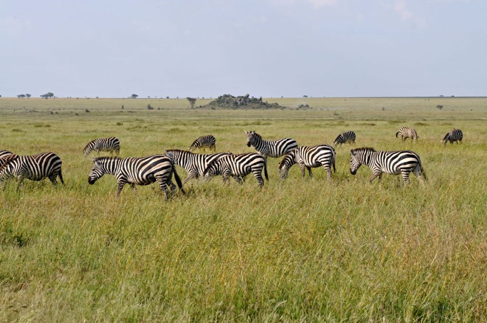 Fotografía de campo Spirit of Kenya 32