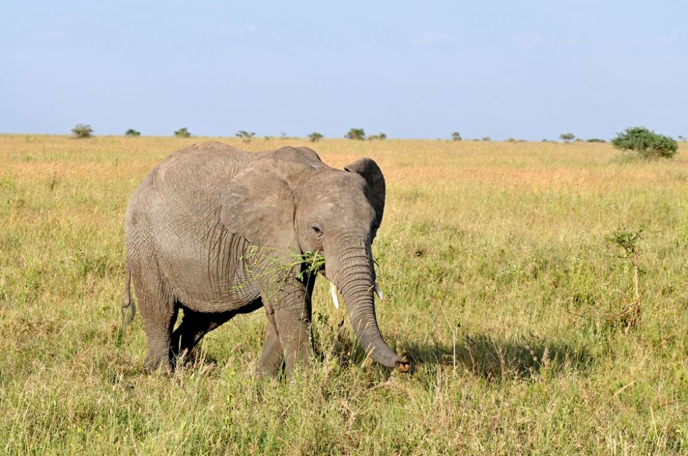 Fotografía de campo Spirit of Kenya 36