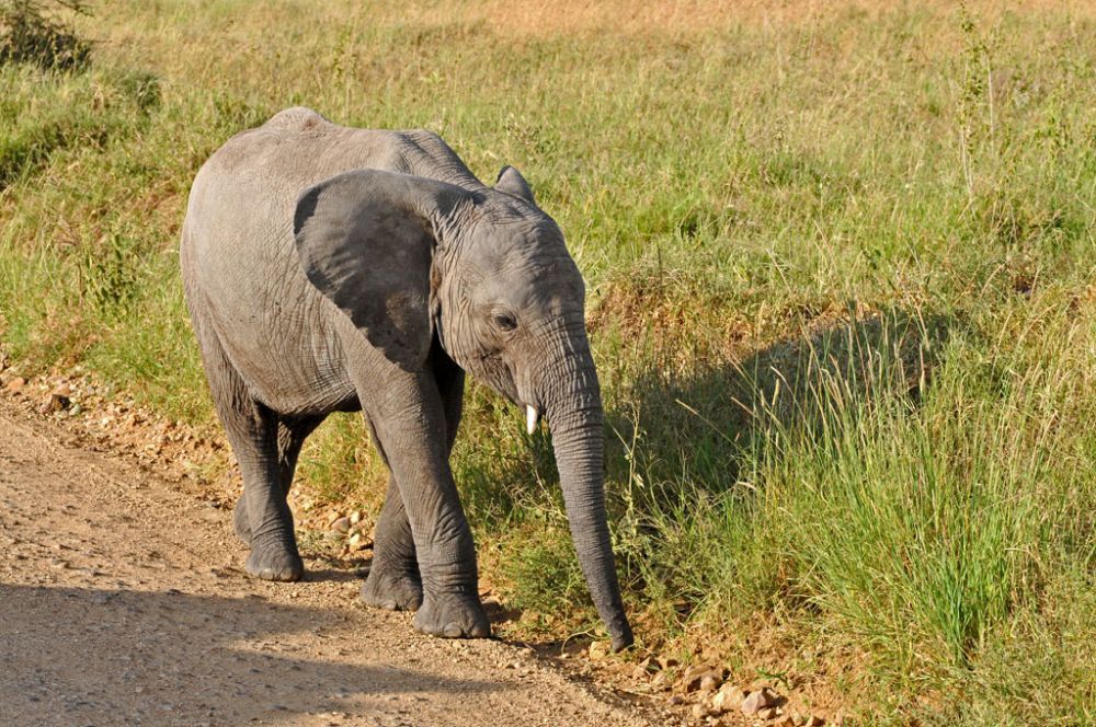 Fotografía de campo Spirit of Kenya 37