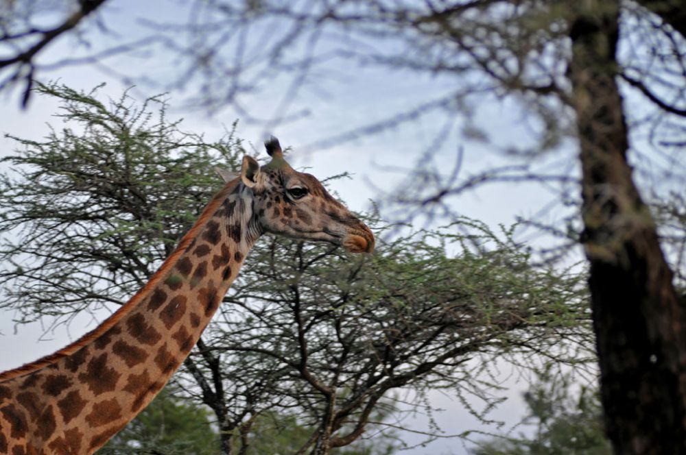 Fotografía de campo Spirit of Kenya 40