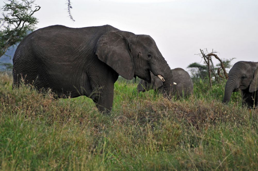 Fotografía de campo Spirit of Kenya 41