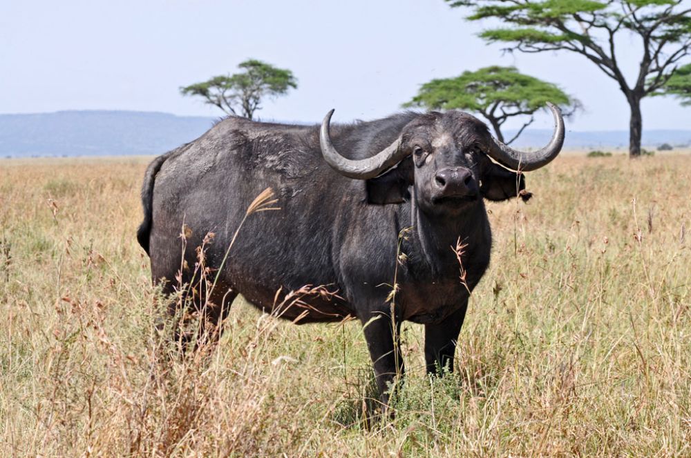 Fotografía de campo Spirit of Kenya 49