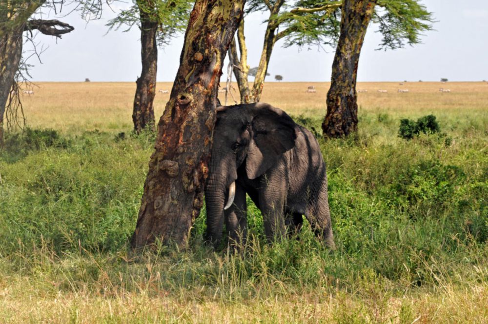 Fotografía de campo Spirit of Kenya 50