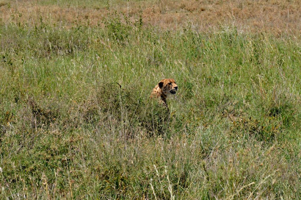 Fotografía de campo Spirit of Kenya 52