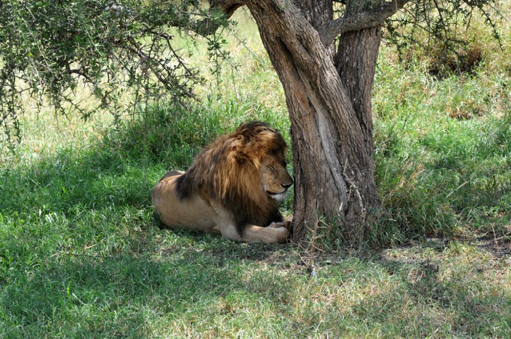 Fotografía de campo Spirit of Kenya 53