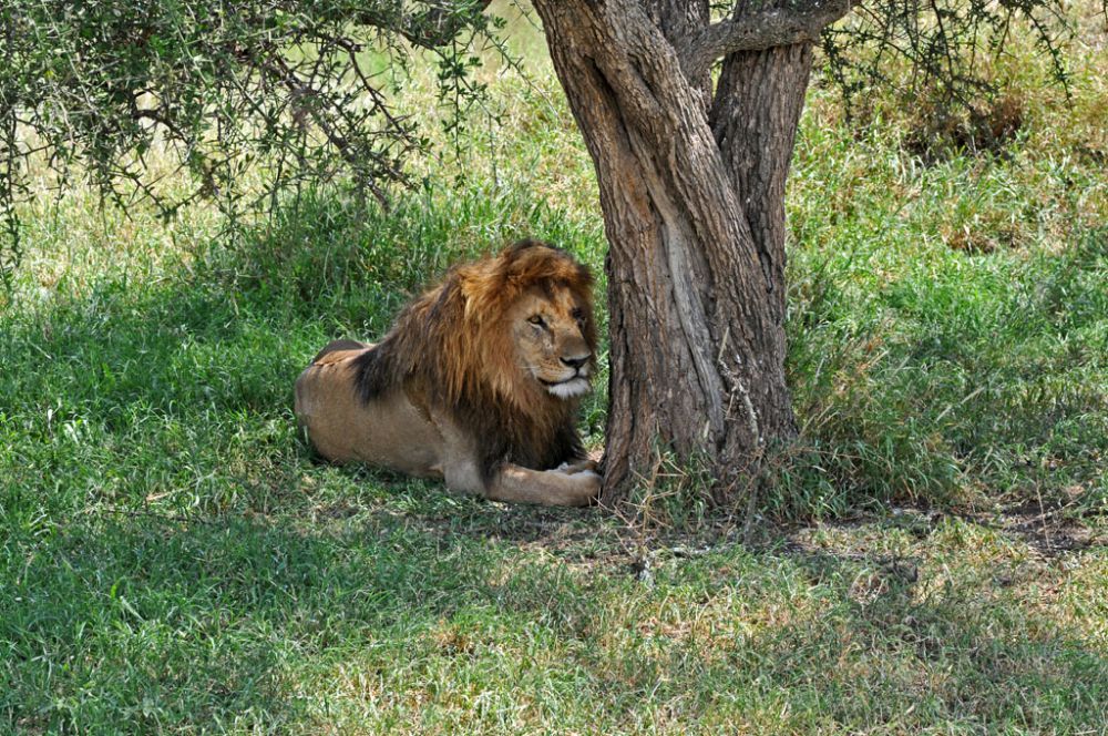 Fotografía de campo Spirit of Kenya 54