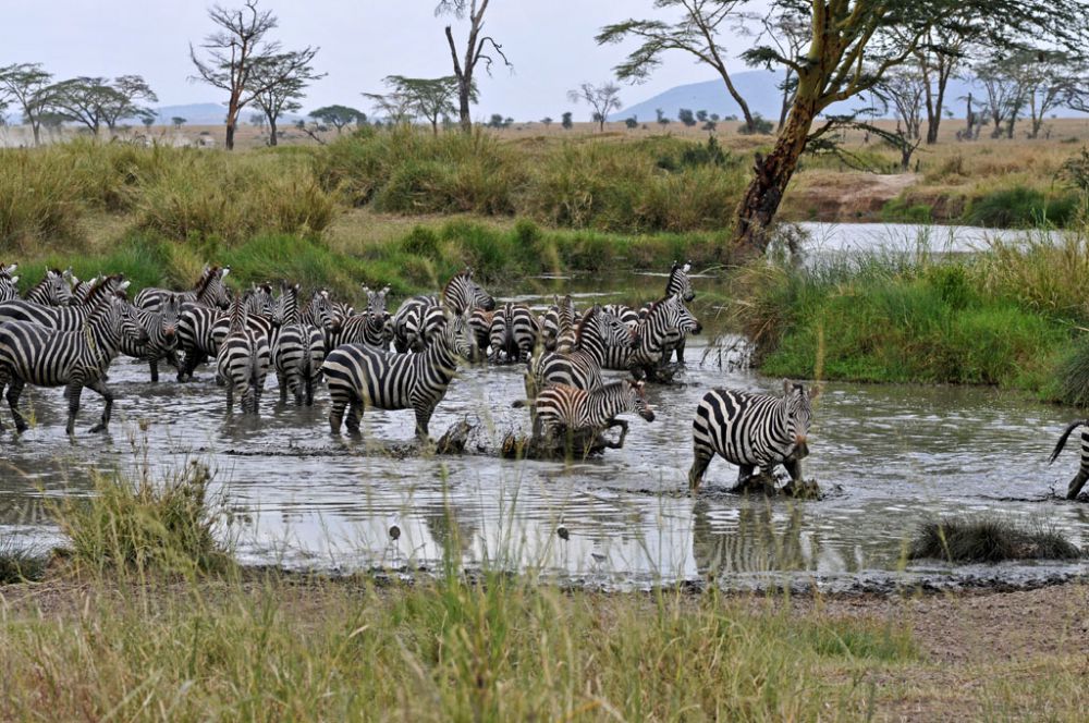Fotografía de campo Spirit of Kenya 55
