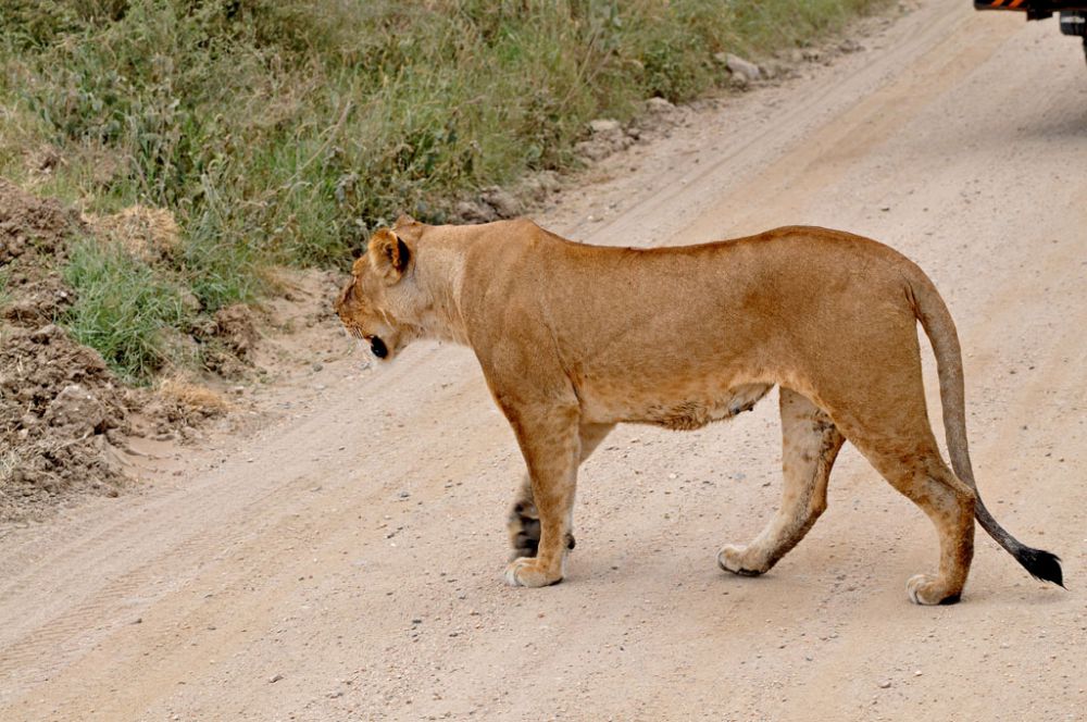 Fotografía de campo Spirit of Kenya 56