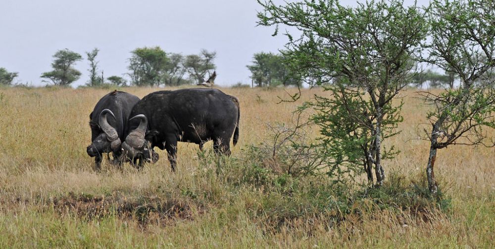 Fotografía de campo Spirit of Kenya 65