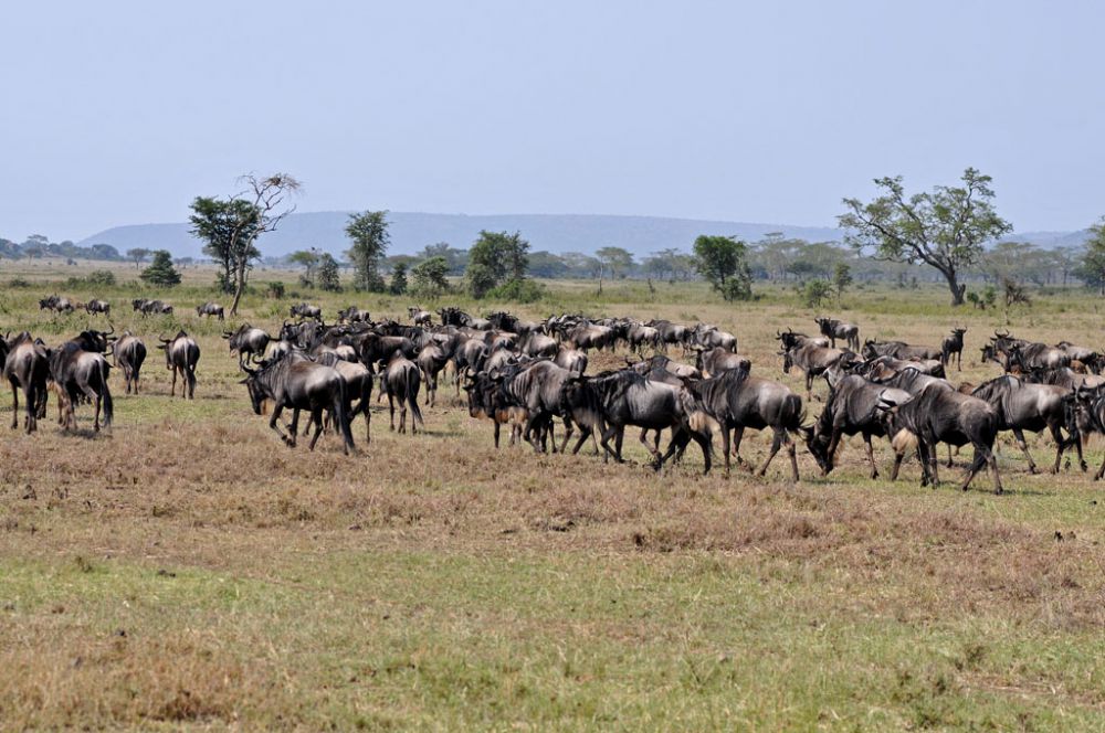 Fotografía de campo Spirit of Kenya 70