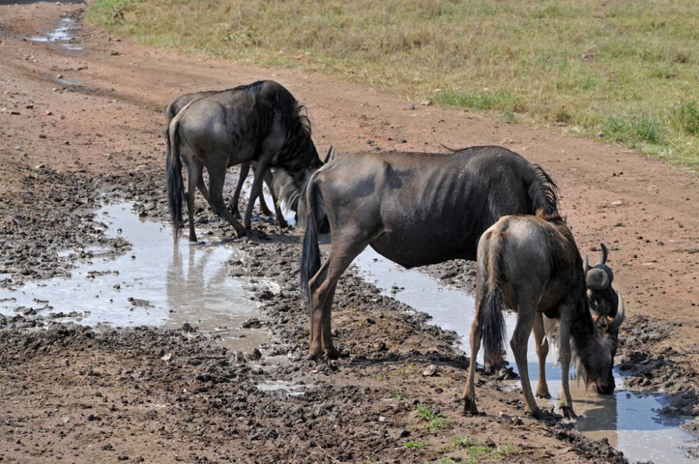 Fotografía de campo Spirit of Kenya 72