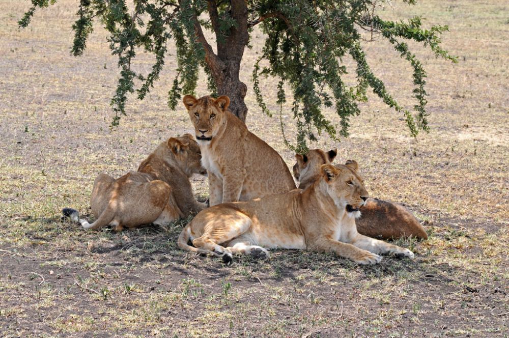 Fotografía de campo Spirit of Kenya 75