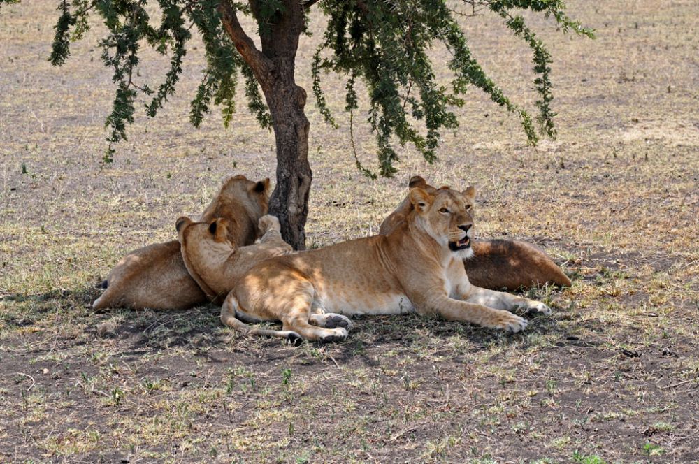 Fotografía de campo Spirit of Kenya 76