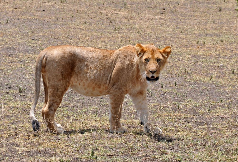 Fotografía de campo Spirit of Kenya 77