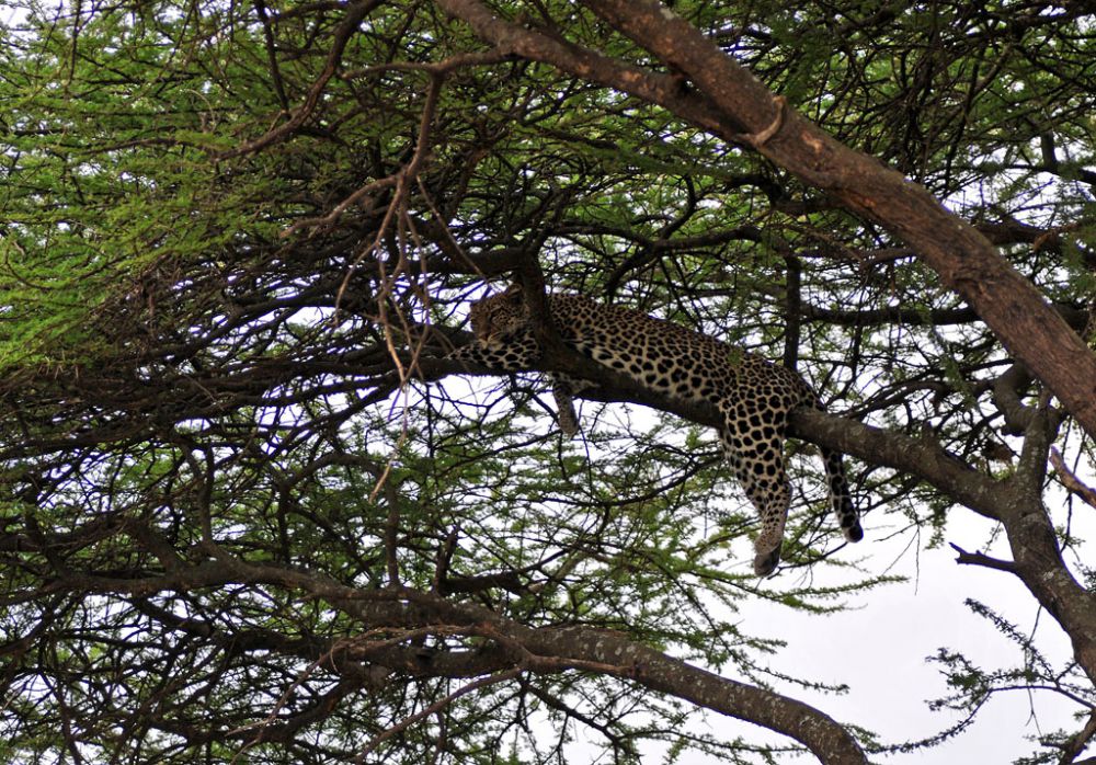 Fotografía de campo Spirit of Kenya 79
