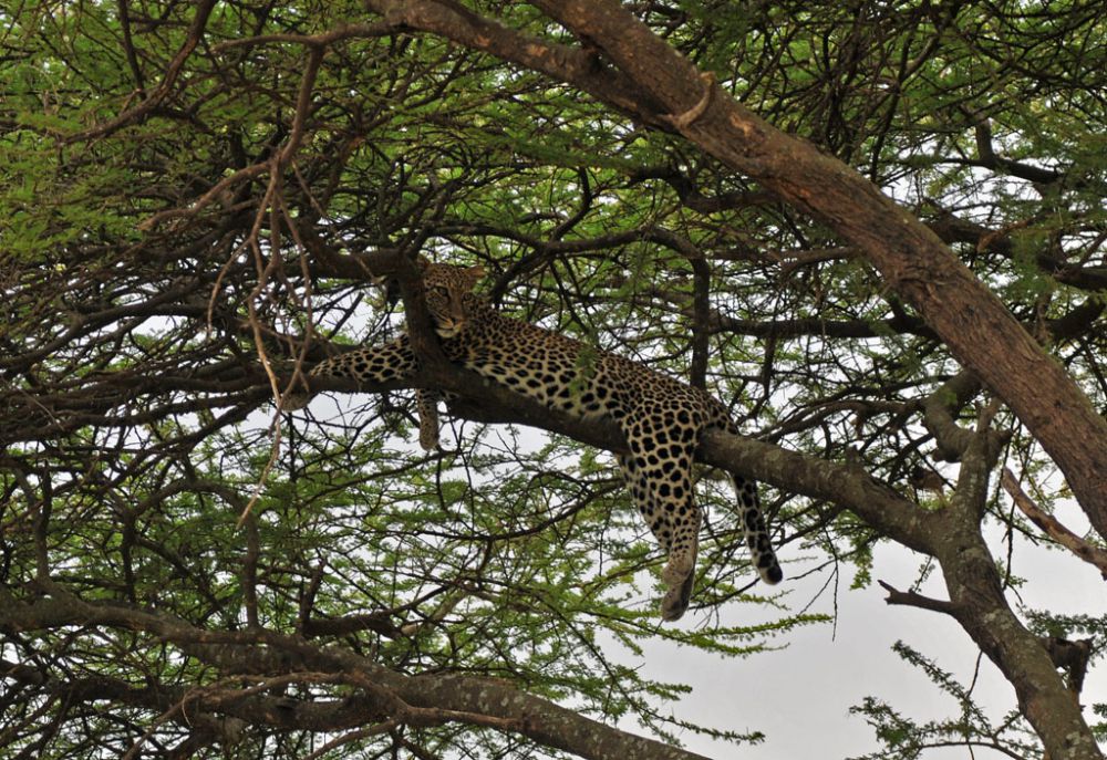 Fotografía de campo Spirit of Kenya 80
