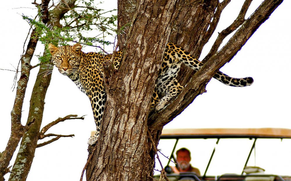 Fotografía de campo Spirit of Kenya 81