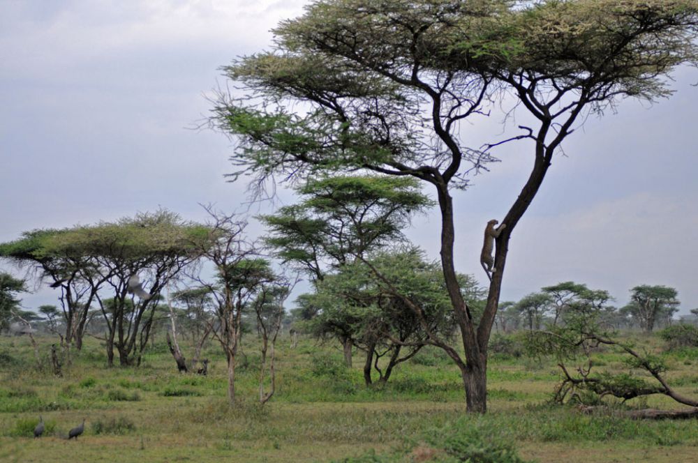 Fotografía de campo Spirit of Kenya 82
