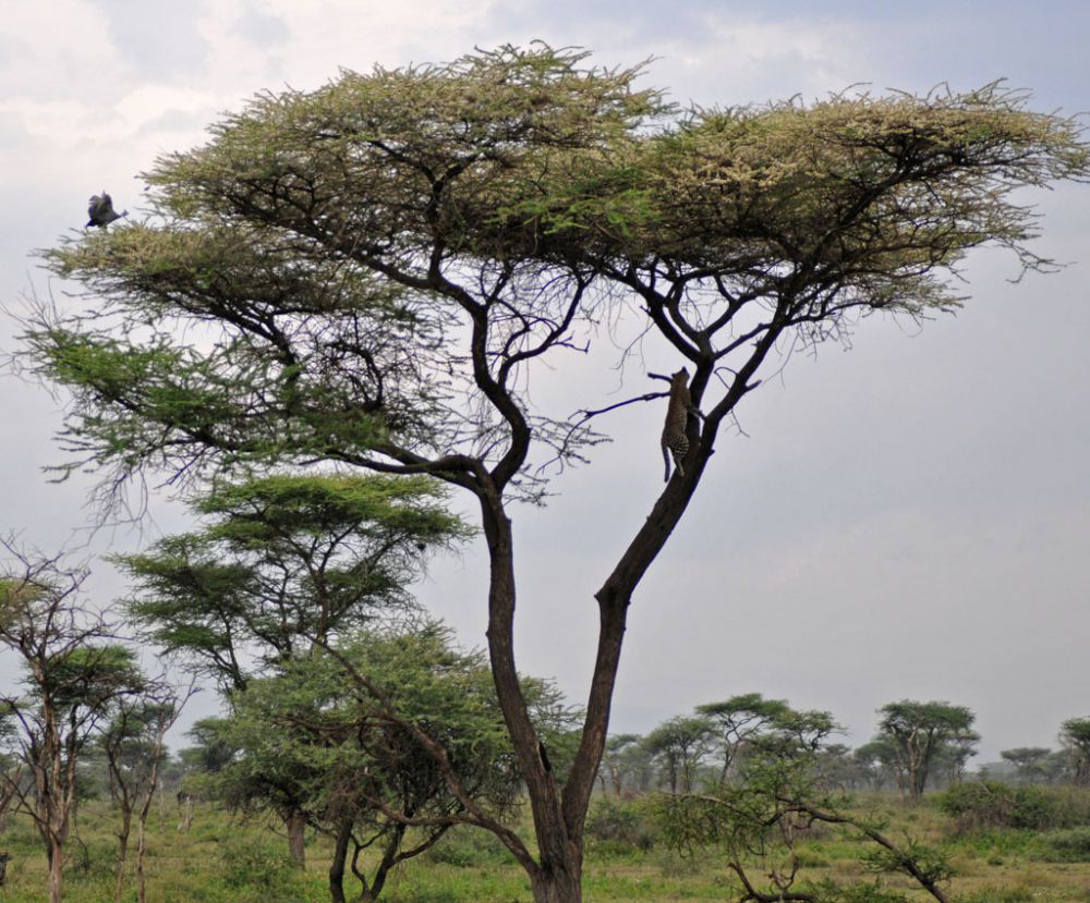 Fotografía de campo Spirit of Kenya 83