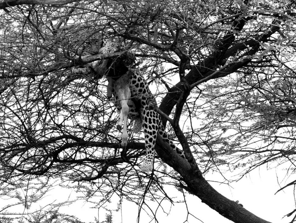Fotografía de campo Spirit of Kenya 84