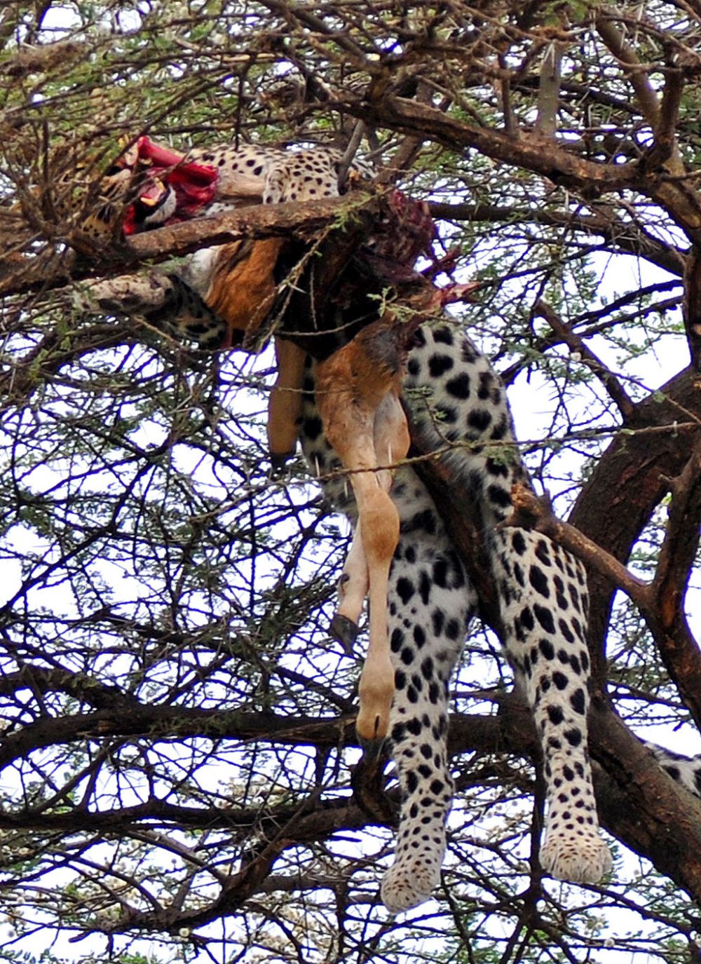 Fotografía de campo Spirit of Kenya 85