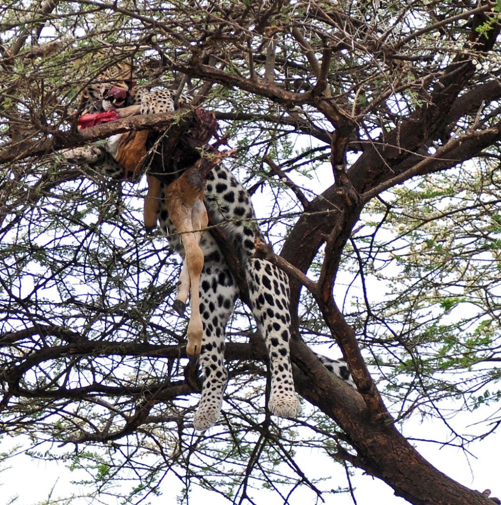 Fotografía de campo Spirit of Kenya 86