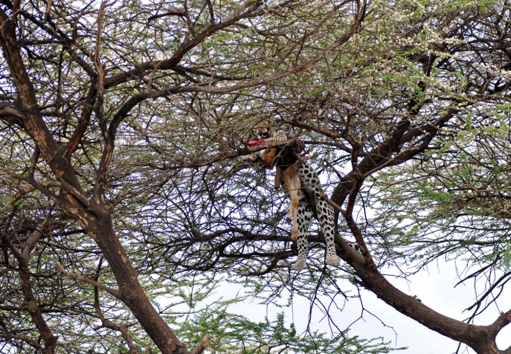 Fotografía de campo Spirit of Kenya 87