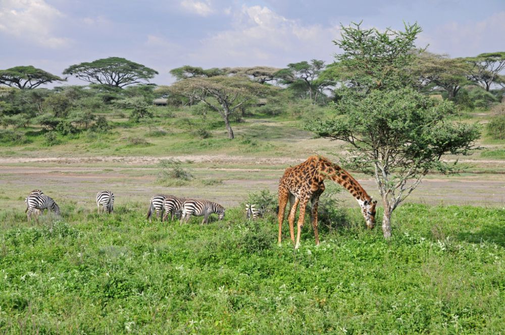 Fotografía de campo Spirit of Kenya 88