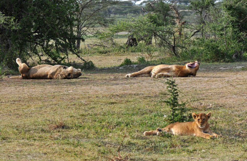 Fotografía de campo Spirit of Kenya 90