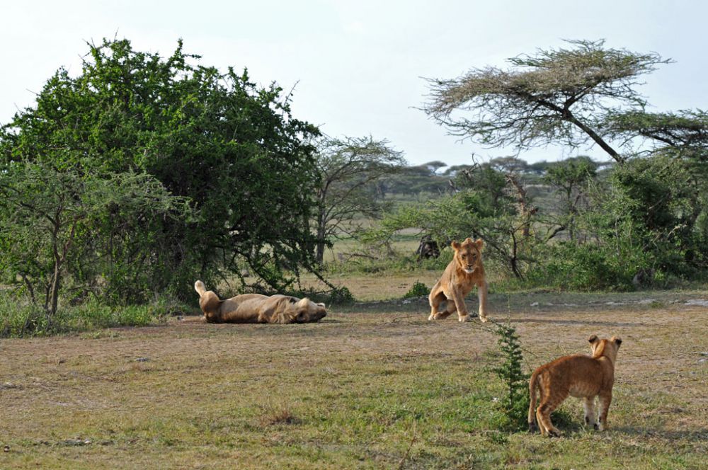 Fotografía de campo Spirit of Kenya 91