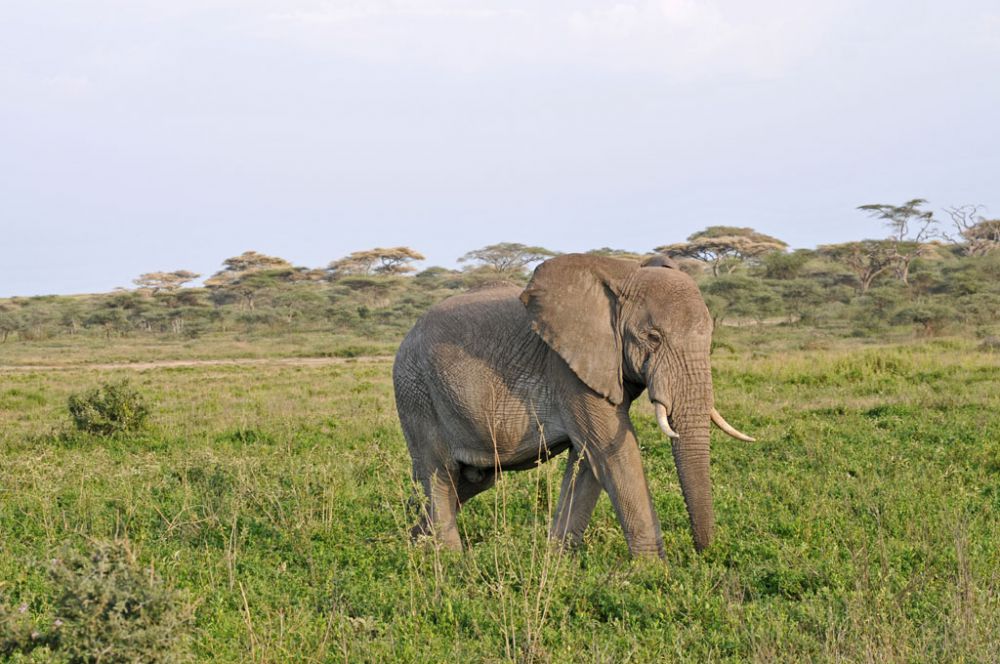 Fotografía de campo Spirit of Kenya 93