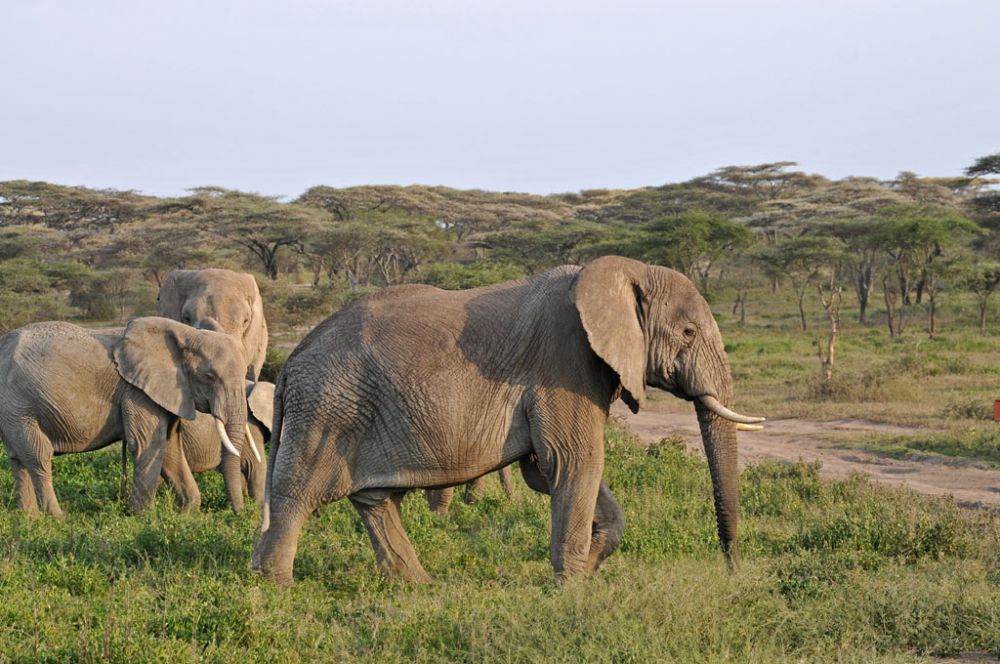 Fotografía de campo Spirit of Kenya 95