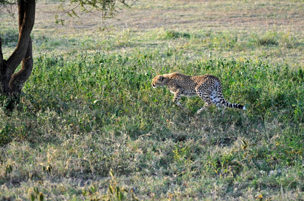 Fotografía de campo Spirit of Kenya 97
