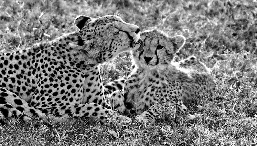Fotografía de campo Spirit of Kenya 99