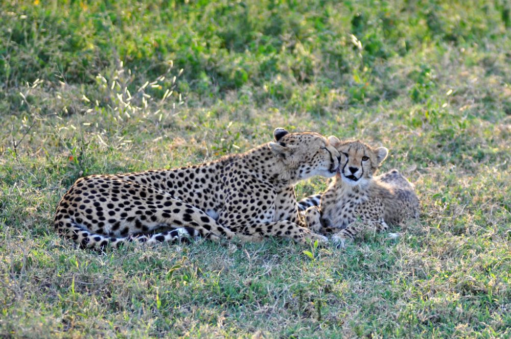 Fotografía de campo Spirit of Kenya 101
