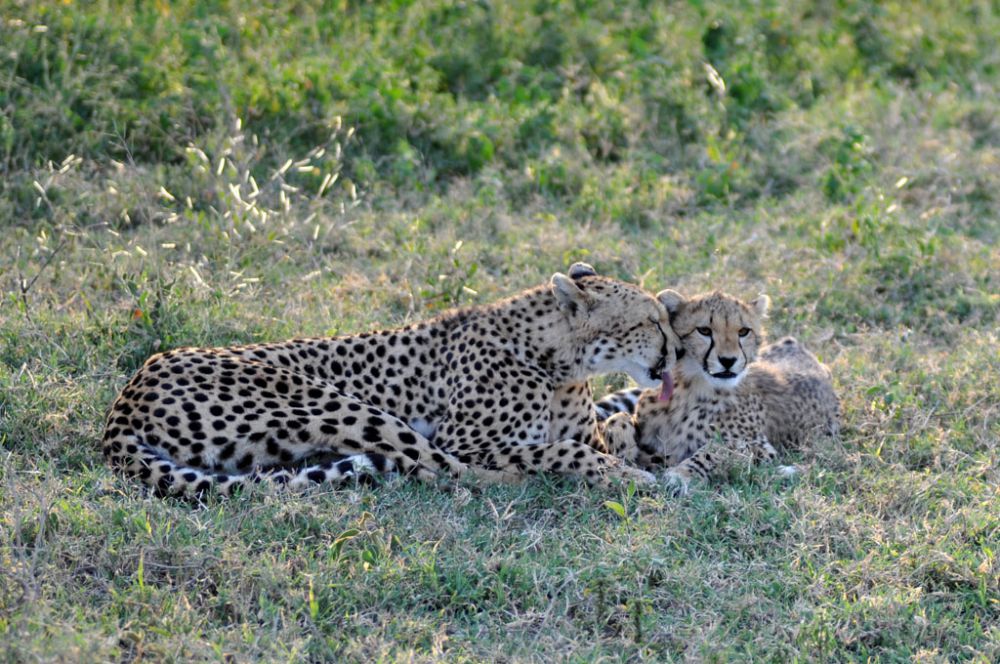 Fotografía de campo Spirit of Kenya 102