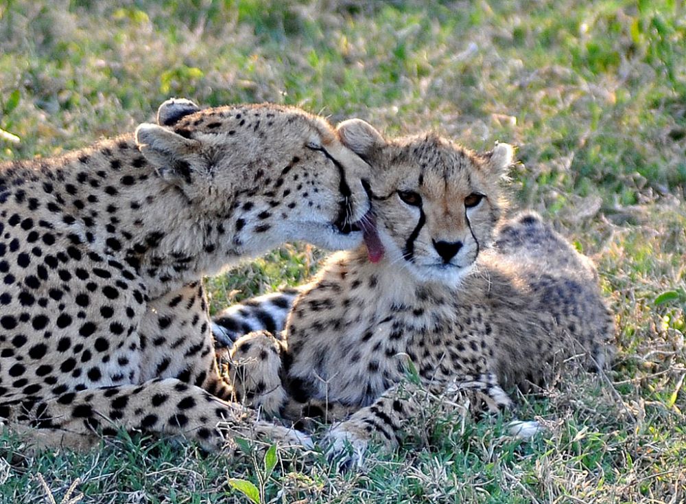 Fotografía de campo Spirit of Kenya 103