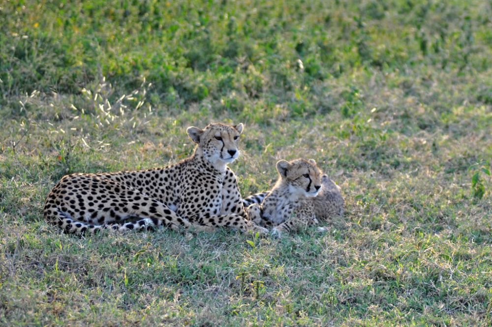 Fotografía de campo Spirit of Kenya 104