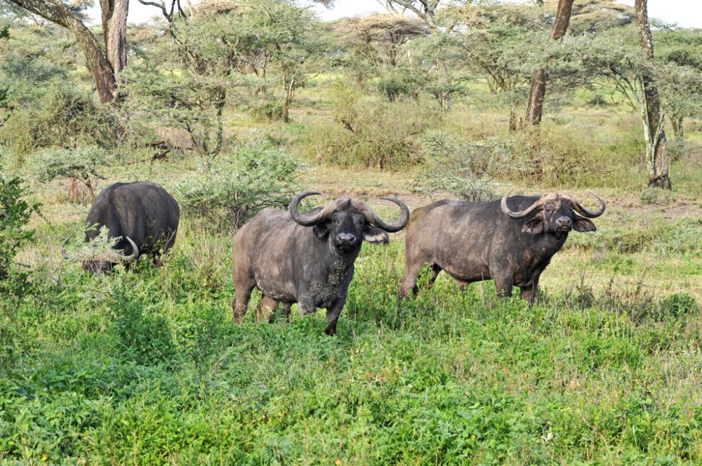Fotografía de campo Spirit of Kenya 105