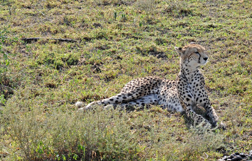 Fotografía de campo Spirit of Kenya 106
