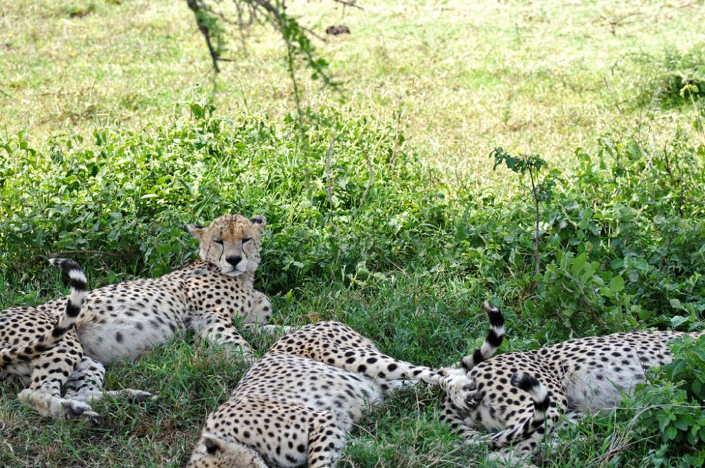 Fotografía de campo Spirit of Kenya 109