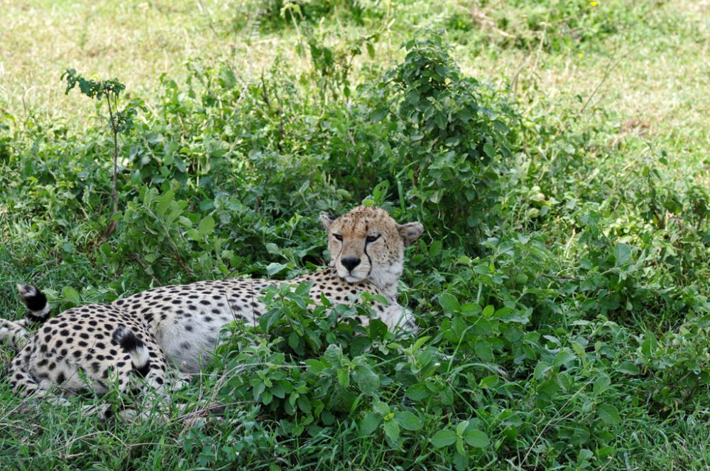 Fotografía de campo Spirit of Kenya 110